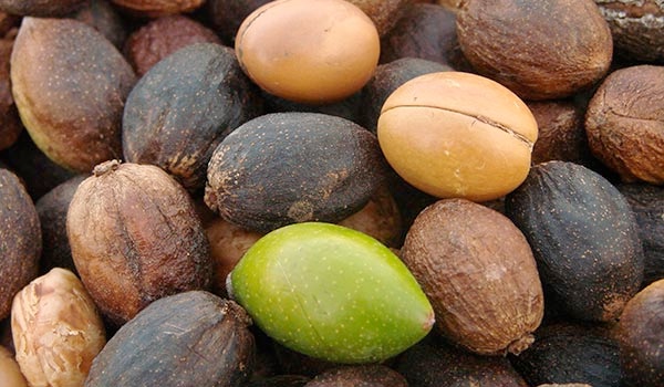 Früchte des Arganbaums in Marrokko