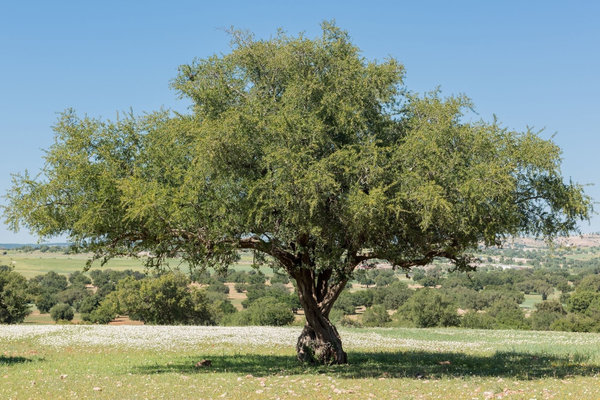 Der Arganbaum